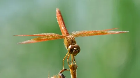 Dragonfly Feeding on the ground Stock Footage 76450603