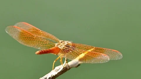 Dragonfly Feeding on the ground Stock Footage 76450802