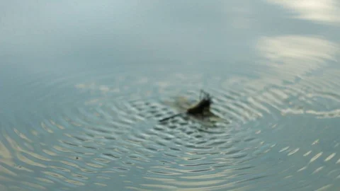The dragonfly fell into the water Stock Footage 114134040