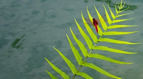 Dragonfly on the fern Stock Footage 55729169