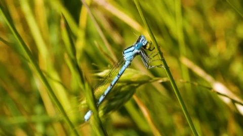 Dragonfly in the field eats Stock Footage 104165877