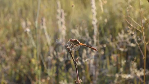 Dragonfly in the field Stock Footage 113545792