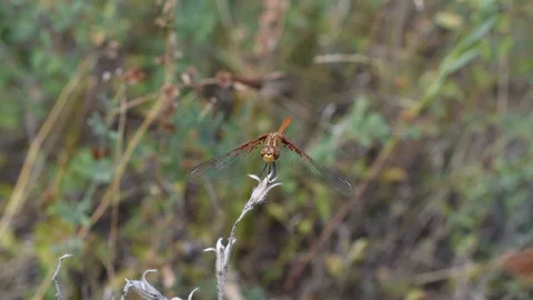 Dragonfly in the field Stock Footage 114280272