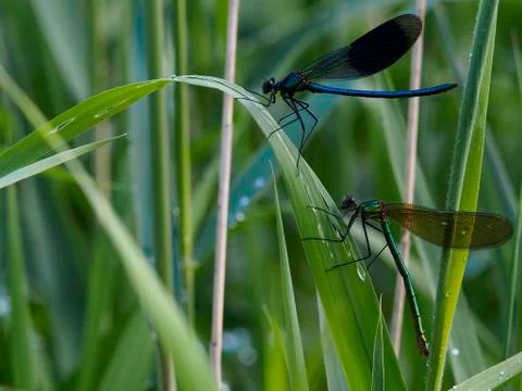 Dragonfly in field of grass Stock Photos