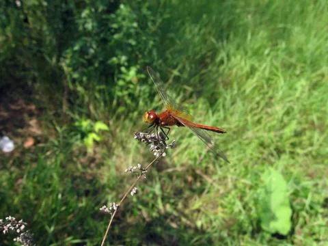 Dragonfly in field Stock Photos