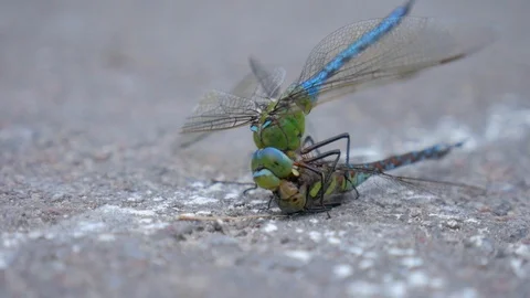 Dragonfly fight. The dragonfly bit off another dragonfly's head. Stock Footage 96214446
