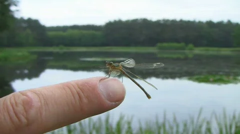 Dragonfly on finger Stock Footage 771564