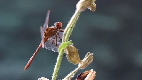 Dragonfly flapping wings Stock Footage 95604021