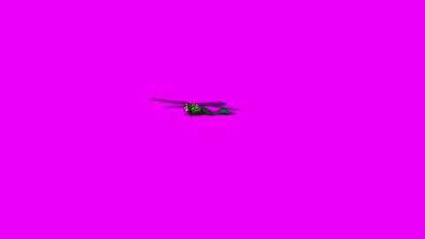 Dragonfly Flapping Wings Pink Screen Animation 4K Rendering Vídeo Stock 281393630