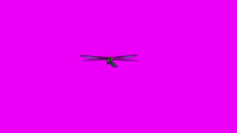 Dragonfly Flapping Wings Pink Screen Animation 4K Rendering 動画素材 281393638