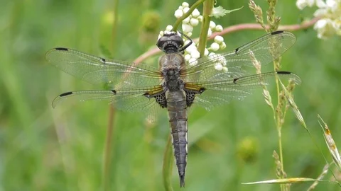 Dragonfly flat bellied four spotted Libellula quadrimaculata close up Video stock 119102903