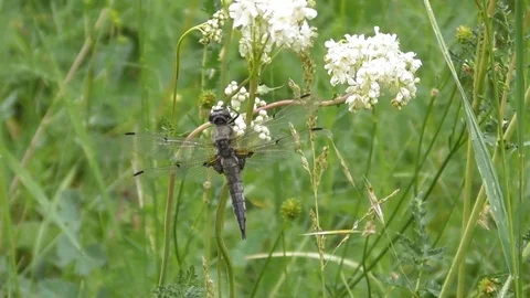 Dragonfly flat bellied four spotted Libellula quadrimaculata General plan Video stock 119102904
