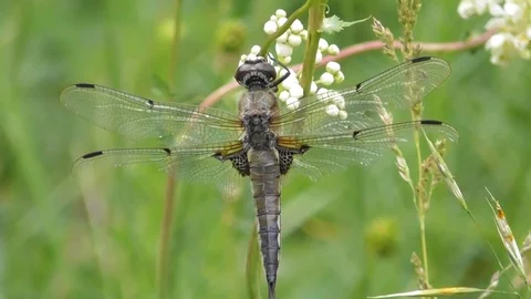 Dragonfly flat bellied four spotted Libellula quadrimaculata Video stock 119102905