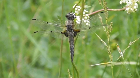 Dragonfly flat bellied four spotted Libellula quadrimaculata on flower Video stock 119102913