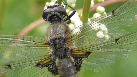 Dragonfly flat bellied four spotted Libellula quadrimaculata very close up Video stock 119102916