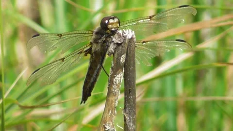 Dragonfly Flat Bellied Four Spotted Libellula Quadrimaculata On Flower 2 Video stock 169651319