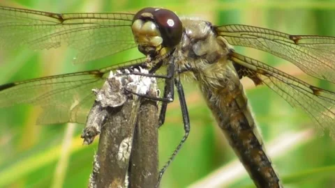 Dragonfly Flat Bellied Four Spotted Libellula Quadrimaculata On Flower 1 Video stock 169651374