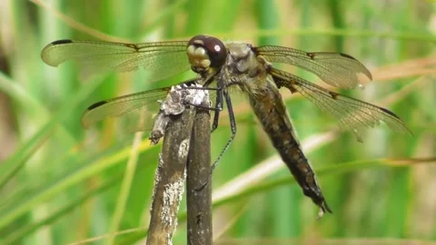 Dragonfly Flat Bellied Four Spotted Libellula Quadrimaculata On Flower 3 Video stock 169651484
