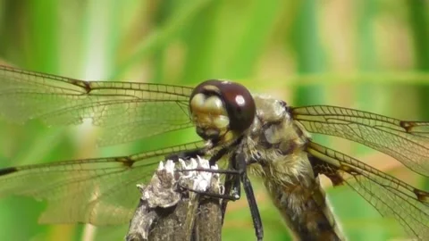 Dragonfly Flat Bellied Four Spotted Libellula Quadrimaculata On Flower 4 Video stock 169651535