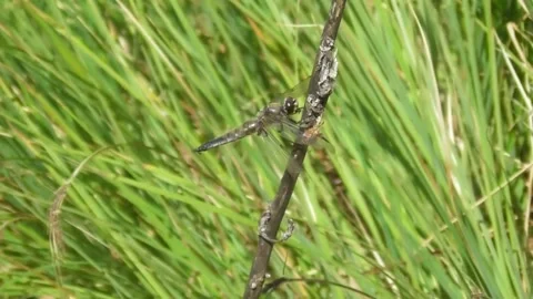 Dragonfly Flat Bellied Four Spotted Libellula Quadrimaculata On Flower Video stock 169651569