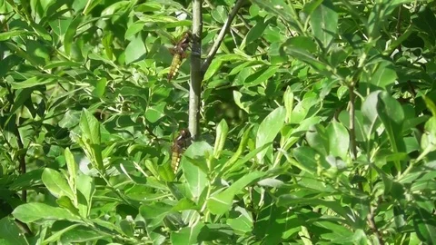 Dragonfly flat Libellula depressa two females sitting on a Bush General plan Video stock 119103013