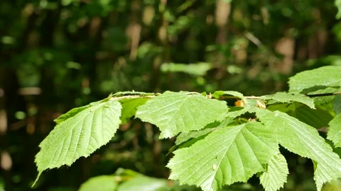 A dragonfly flew onto a green leaf. 動画素材 138030887