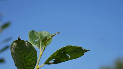 Dragonfly flew on a leaf of a tree. Stock-Footage 115236909