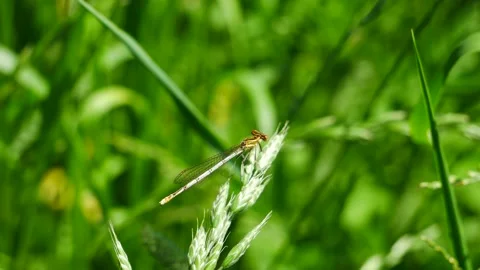 The dragonfly flew to the spikelet and flew away. 스톡 동영상 155939438