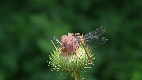A dragonfly flew into an unopened flower. Stock Footage 271181786