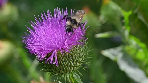 A dragonfly flew into an unopened flower. Vídeo Stock 271181840