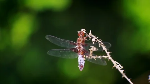Dragonfly flies and settle the branch Stock Footage 125001163