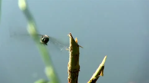 Dragonfly flies up and sits down on a branch Stock Footage