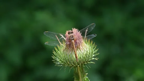 A dragonfly flies and washes itself on a flower. Vídeo Stock 271352351