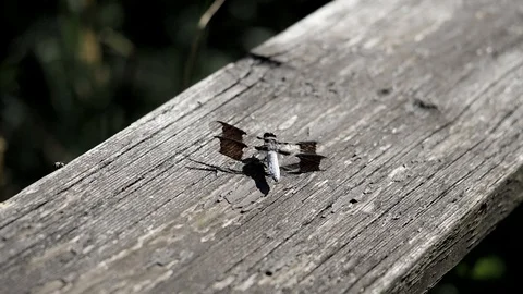 Dragonfly flies away from a bench. Video stock 94154957
