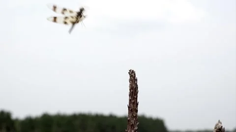 Dragonfly flies backward then returns. Video stock 324763100