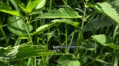 Dragonfly flies off a nettle leaf. Dragonfly flight. Slow motion, 480 fps Video stock 123379488