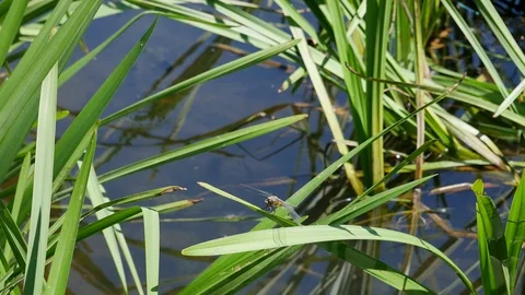 The dragonfly flies from one leaf on another. 動画素材 117333770