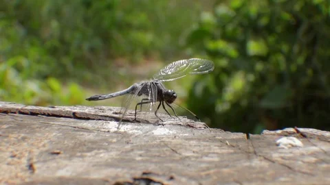 Dragonfly flies out of the frame. Close up 動画素材 69827695
