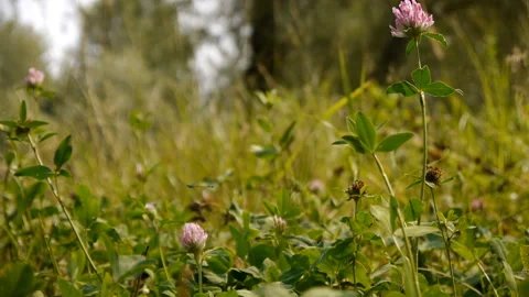 Dragonfly flies over blooming clover in the park on a sunny day Stock Footage 124013626