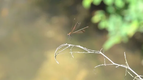Dragonfly flies over the river Stock Footage 113694499