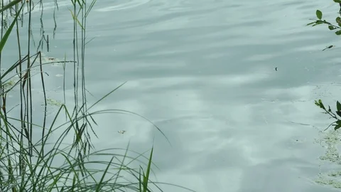 Dragonfly flies over the river Video stock 116549282