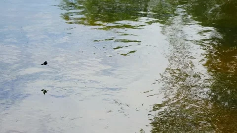 A dragonfly flies over the surface of the river. 스톡 동영상 155939319