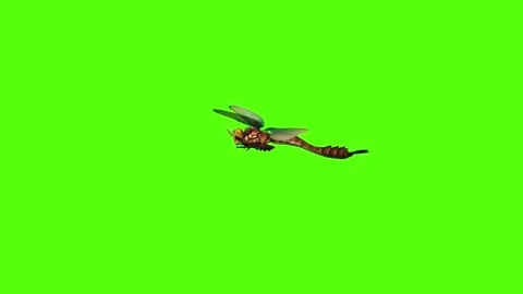 Dragonfly flight Green Screen Animation 4K Rendering Stock Footage 278137693