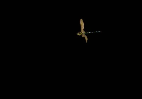 Dragonfly in Flight Isolated on a Black Background Stock Photos