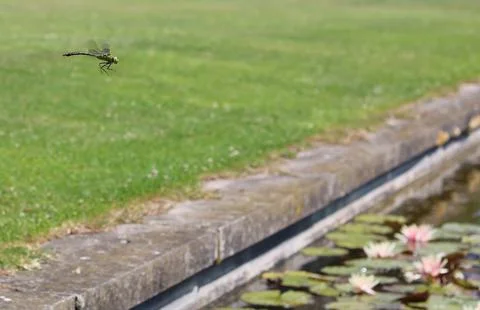 Dragonfly in flight over grass towards pond with water lines Stock Photos