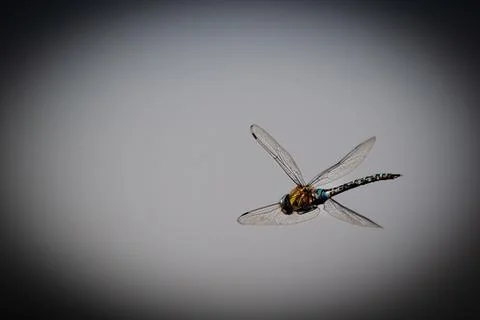 Dragonfly in flight Stock Photos
