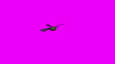 Dragonfly Flight Pink Screen Animation 4K Rendering Stock-Footage 281393648