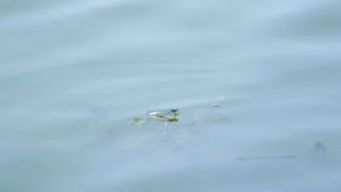 Dragonfly flirting with other 库存影片 91327792
