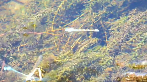 Dragonfly Flitting Over Pond Plants Vídeos de archivo 40751062