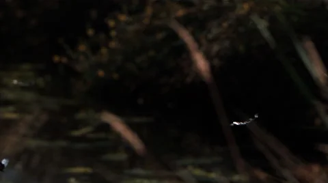Dragonfly flitting in ultra-slow motion against shadowy background Stock-Footage 59546218